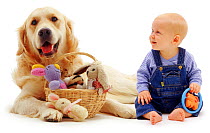 Baby girl aged 6 months, sitting with a Labrador Retriever, and a basket of toys. Model released