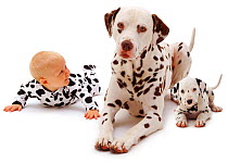 Baby girl aged 6 months, wearing a spotty outfit, and lying down with a male Dalmatian and his young puppy. Model released