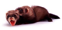 Portrait of two young domestic Polecat-Ferrets (Mustela putorius furo) lying down together, aged 6 weeks.