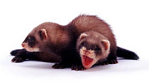 Portrait of two young domestic Polecat-Ferrets (Mustela putorius furo) lying down together, aged 6 weeks.