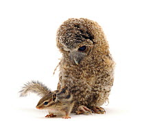Fledgling Tawny Owlet (Strix aluco) and young Siberian Chipmunk (Eutamias / Tamias sibiricus). NON DISPONIBLE POUR UNE UTILISATION DANS UN LIVRE JUSQU'EN 2025. MERCI DE NOUS CONTACTER POUR TOUT AUTRE...