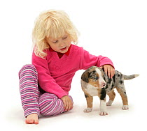 Portrait of young blonde haired girl, stroking a blue merle Border Collie puppy. Model released