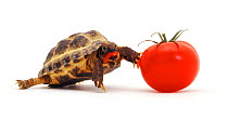 Young Tortoise feeding on a Tomato