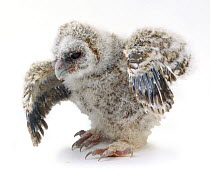 Tawny Owl chick (Strix aluco) stretching its wings.