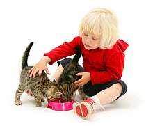 Young blonde girl feeding two tabby kittens. Model released