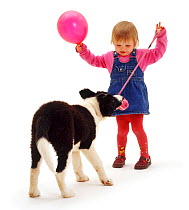 Young girl aged two years,  with balloon, playing tug with Border Collie puppy Model released