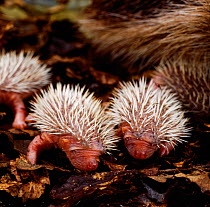 Three European Hedgehogs (Erinaceus europaeus) babies, aged 2 days,  Europe.