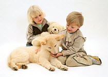 Two young children, sitting playing with a white German Shepherd puppy and teddy bear. Model released