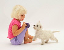 Young blonde haired girl playing with West Highland White Terrier puppy. Model released