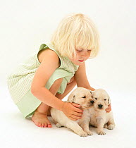 Young blonde haired girl playing with two Golden Retriever puppies. Model released