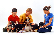 Three children, sitting with with six Border Collie  puppies, aged 5 weeks. Model released