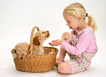 Young blonde haired girl playing with Cockerpoo (Cocker spaniel x Poodle) puppies in a basket. Model released