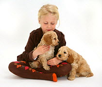 Young blonde haired girl playing with Cockerpoo (Cocker spaniel x Poodle) puppies sitting in her lap. Model released
