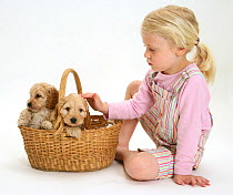 Young blonde haired girl playing with Cockerpoo (Cocker spaniel x Poodle) puppies in a basket. Model released