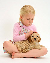 Young blonde haired girl stroking a Cockerpoo (Cocker spaniel x Poodle) puppy. Model released