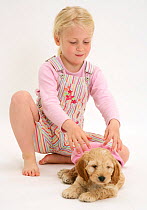 Young blonde haired girl putting a hat on a Cockerpoo (Cocker spaniel x Poodle) puppy. Model released