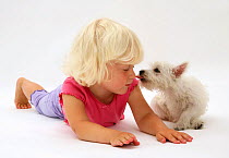 Young blonde haired girl being licked on the nose by a West Highland White Terrier puppy. Model released