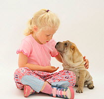 Young blonde haired girl playing with a Shar-pei puppy Model released