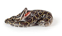 Burmese Python (Python molurus bivittatus) newly hatched from an egg, with mouth open, SE Asia.