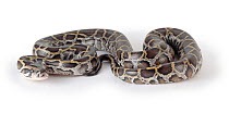 Burmese Python (Python molurus bivittatus) newly hatched from an egg, SE Asia.