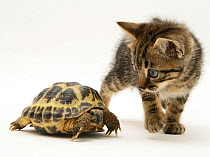 Tabby kitten inspecting a tortoise.