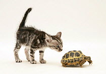 Silver tabby kitten inspecting a tortoise.