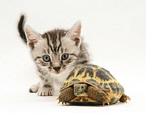 Portrait of Tabby kitten inspecting a tortoise.