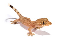 Tropical House Gecko (Hemidactylus mabouia) portrait of juvenile recently hatched.