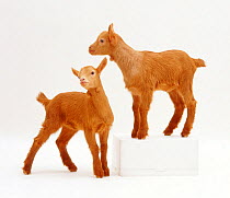 Portrait of two Pygmy x Golden Guernsey Goat kids, one standing on block above the other.