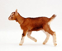 Pygmy x Toggenburg goat kid running.