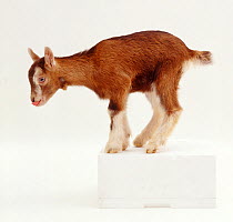 Pygmy x Toggenburg goat kid standing on block.