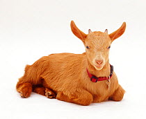 Portrait of Pygmy x Golden Guernsey female goat kid, lying with head up.