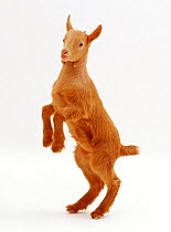 Pygmy x Golden Guernsey female goat kid, standing on hind legs.