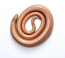 Slow-worm (Anguis fragilis) juvenile coiled up.