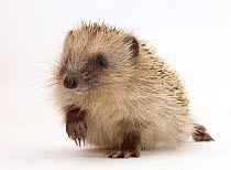 Baby Hedgehog (Erinaceus europaeus) portrait, holding one paw aloft.