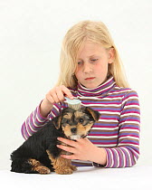 Portrait of young blonde haired girl grooming a Yorkshire Terrier puppy, aged 7 weeks old, with a brush. Model released