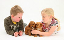 Young girl and boy, playing with with Cockerpoo (Cocker spaniel x Poodle) puppies, aged 7 weeks. Model released