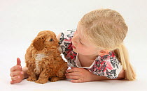 Young girl playing with with Cockerpoo (Cocker spaniel x Poodle) puppy, aged 7 weeks. Model released