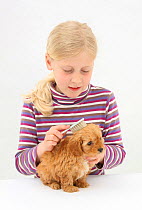 Portrait of young girl with blonde hair, grooming a Cockerpoo (Cocker spaniel x Poodle) puppy, aged 7 weeks, with a brush. Model released