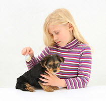 Portrait of young girl with blonde hair, grooming a Yorkshire terrier puppy, aged 7 weeks, with a brush. Model released