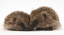 Two young Hedgehogs (Erinaceus europaeus)  sitting together