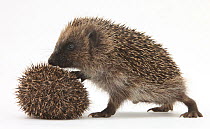 Two young Hedgehogs (Erinaceus europaeus) one standing, one rolled into a ball.