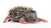 Baby Hedgehog (Erinaceus europaeus) portrait,  helpless and with eyes shut.