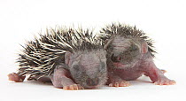 Two baby Hedgehogs (Erinaceus europaeus) portrait, helpless and with eyes shut.