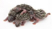 Four baby Hedgehogs (Erinaceus europaeus) portrait, helpless and with eyes shut.