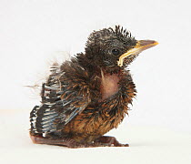 Baby Blackbird (Turdus merula) portrait, with wing feathers in pin, and gape flange visible, sitting in profile.