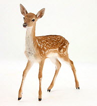 Fallow Deer (Dama dama) portrait of fawn standing,