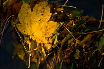 Fallen leaves in river, UK