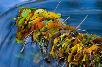 Fallen leaves caught up in flowing river, UK