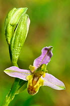 Bee orchid (Ophrys apifera) variant Trollii  flower, Lorraine, France, June